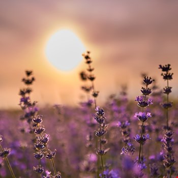 Tuintrends: lavendel en laurier zijn terug van nooit weggeweest